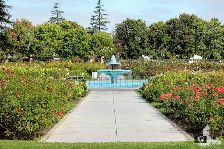 San José - Municipal Rose Garden - Rose