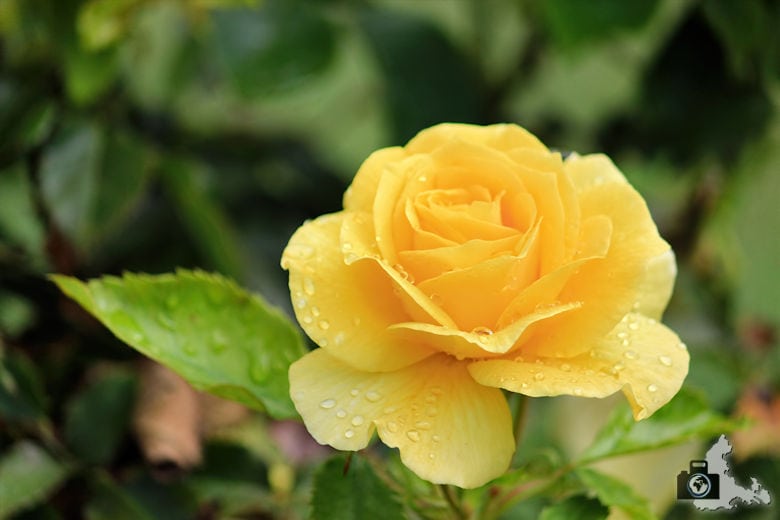 San José - Municipal Rose Garden - Rose