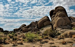 Joshua Tree National Park