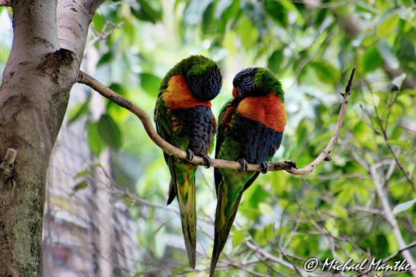Loro Parque