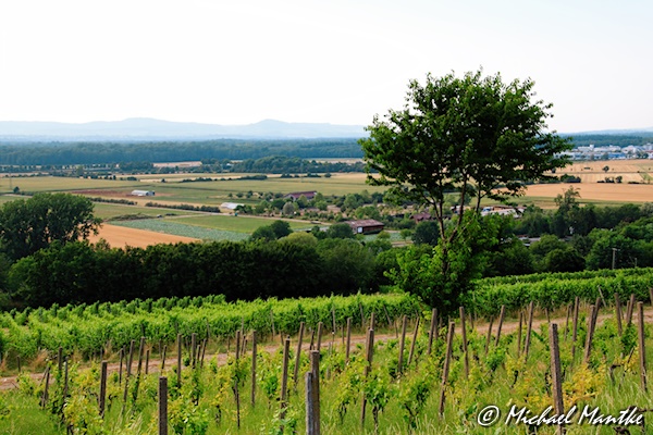 Freiburg St. Georgen im Juli 