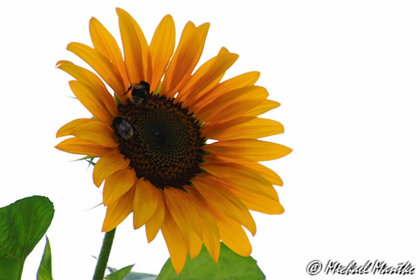 Freiburg St. Georgen