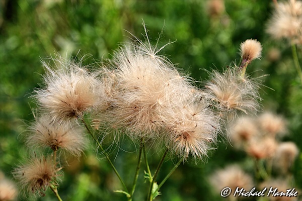 Freiburg St. Georgen Juli