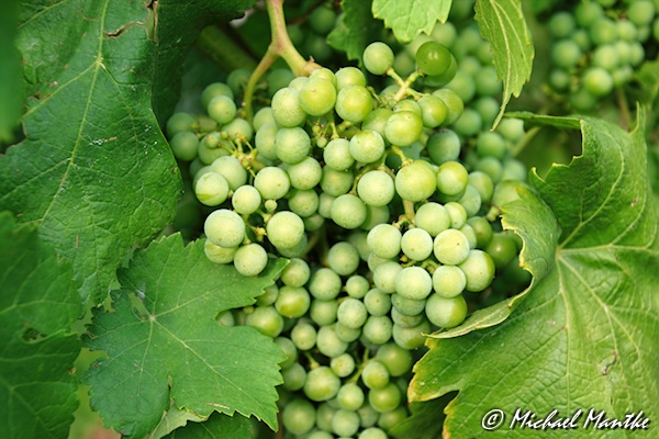 Freiburg St. Georgen Juli