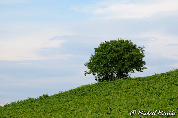 Freiburg St. Georgen im Juli 
