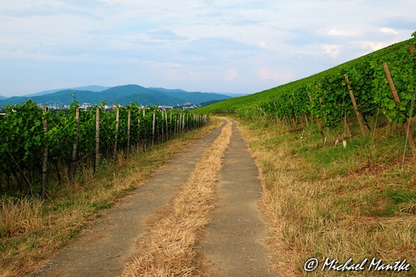 Freiburg St. Georgen im Juli 