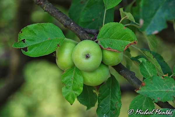 Freiburg St. Georgen Juli