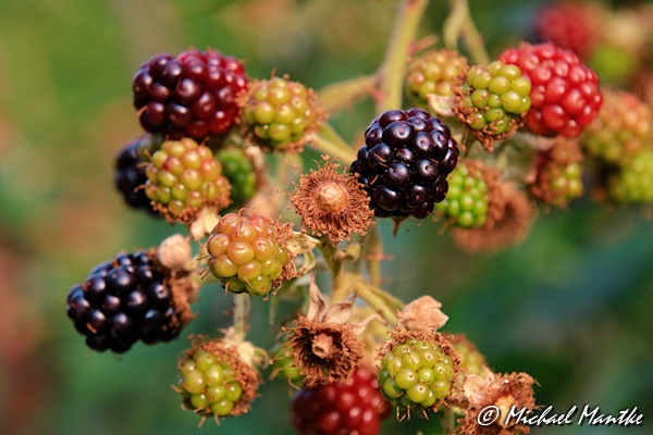 Freiburg St. Georgen Juli