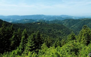 Nationalpark Schwarzwald