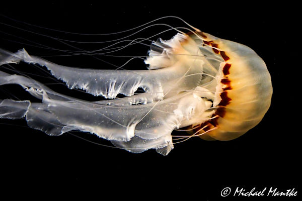 monterey bay aquarium
