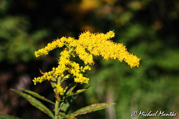 Herbst Bilder