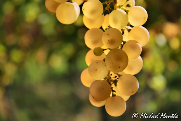 Weinanbau