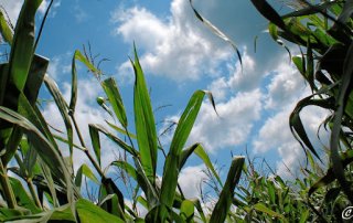 Maislabyrinth Opfingen