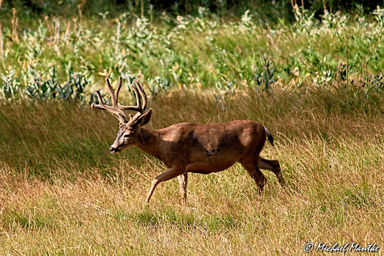 #challengeonnaturephotography
