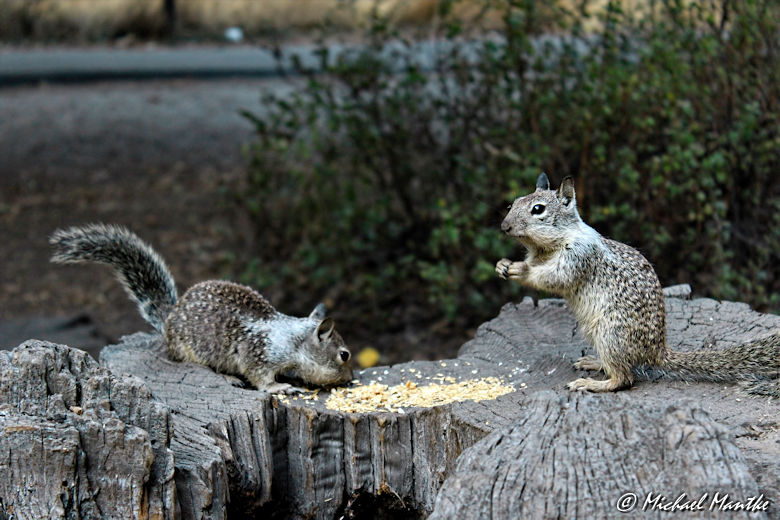 #challengeonnaturephotography