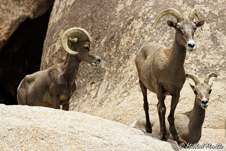 #challengeonnaturephotography