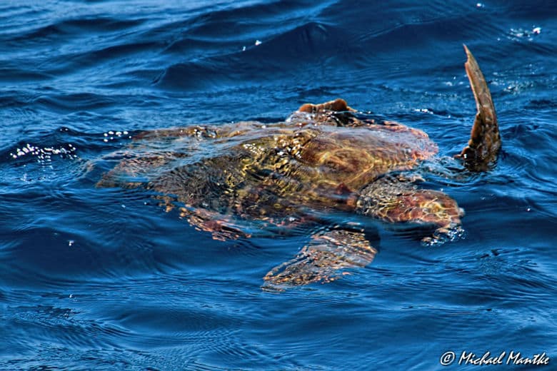 Meeresschildkröte Teneriffa Bilder