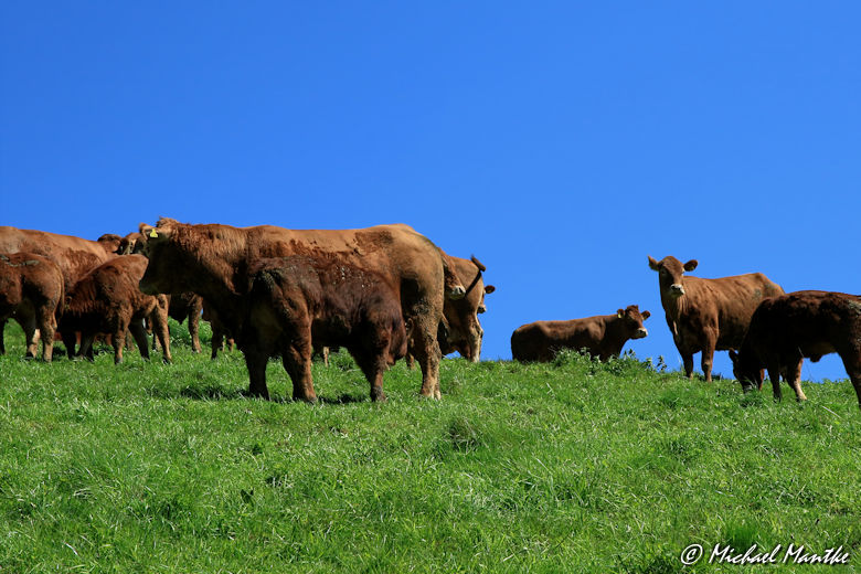 Fotoparade-1-2016-Tierisch