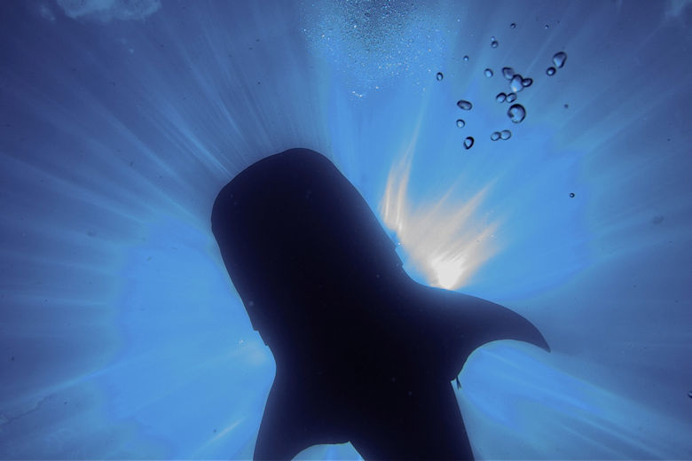 Georgia Aquarium