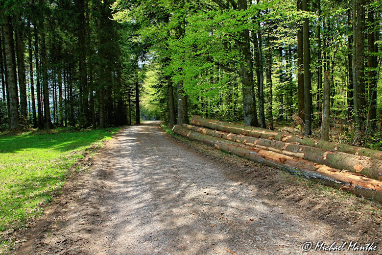 Panoramaweg St. Märgen - Wanderweg durch Wald