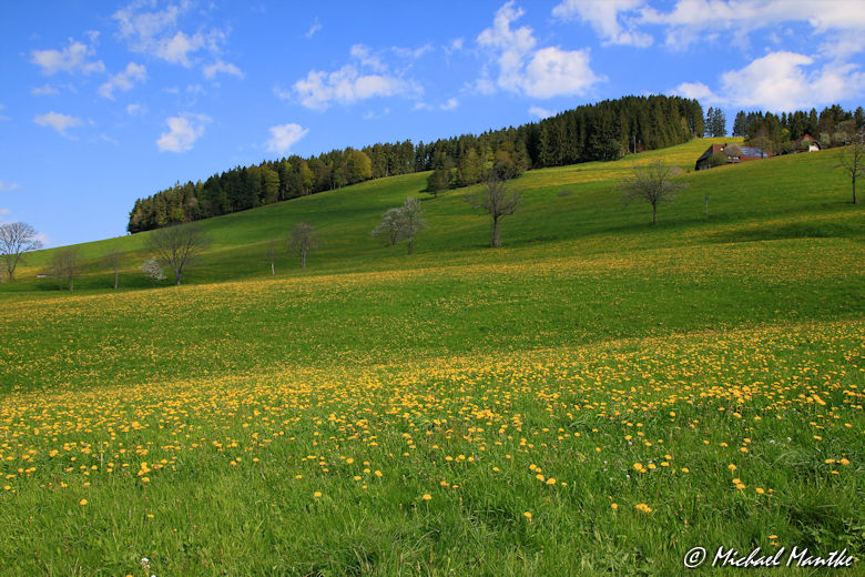 Panoramaweg St. Märgen - Wiese Südschwarzwald