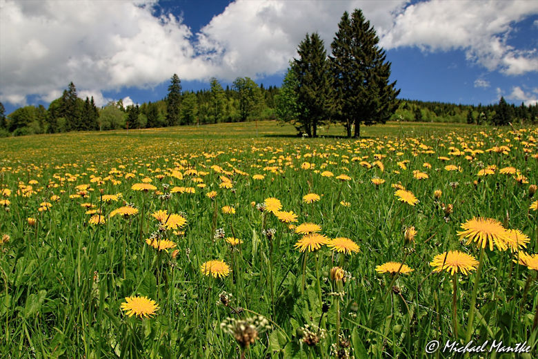 Martin Heidegger Rundwanderweg bei Todtnauberg - Wiese mit Löwenzahn