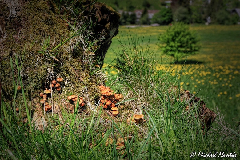 Martin Heidegger Rundwanderweg bei Todtnauberg - Plize am Baumstumpf
