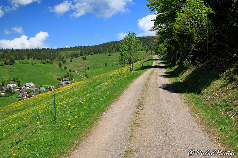 Martin Heidegger Rundwanderweg bei Todtnauberg - Weg entlang von Wiesen