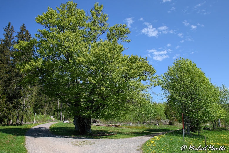 Martin Heidegger Rundwanderweg bei Todtnauberg - Eiche an Weggabelung