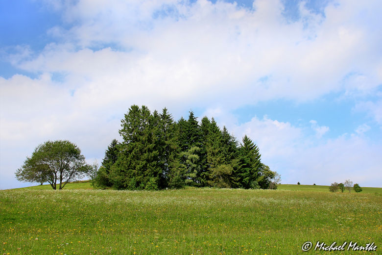 Baumgruppe auf Wiese auf dem Wanderweg nach Horben
