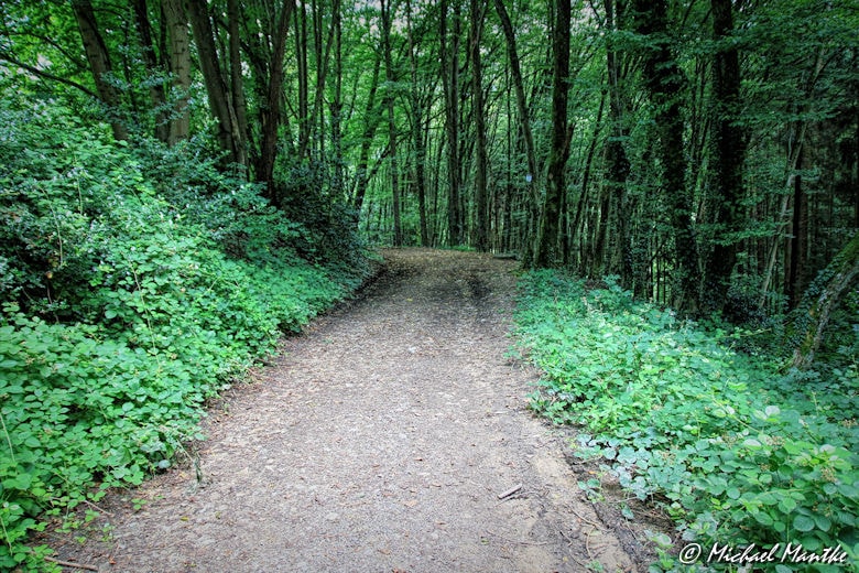 Waldweg auf dem Weg vom Schauinsland nach Horben