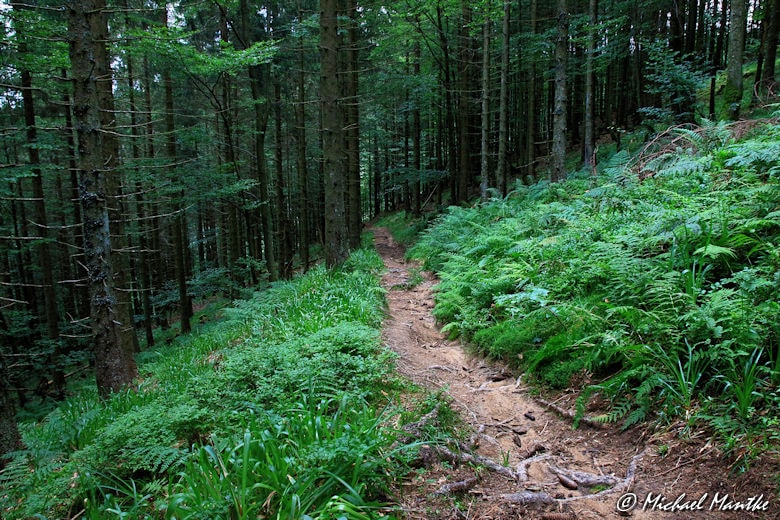 Waldweg auf dem Weg vom Schauinsland nach Horben