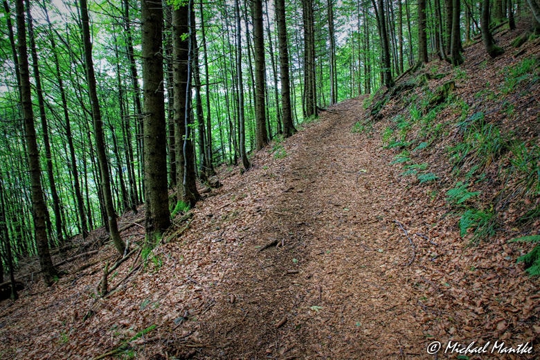 Waldweg auf dem Weg vom Schauinsland nach Horben