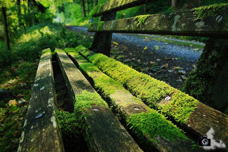 Rundwanderweg Münstertal - Bank mit Moos im Wald