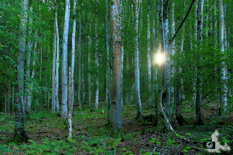 Rundwanderweg Münstertal - Sonne scheint durch Birkenwald