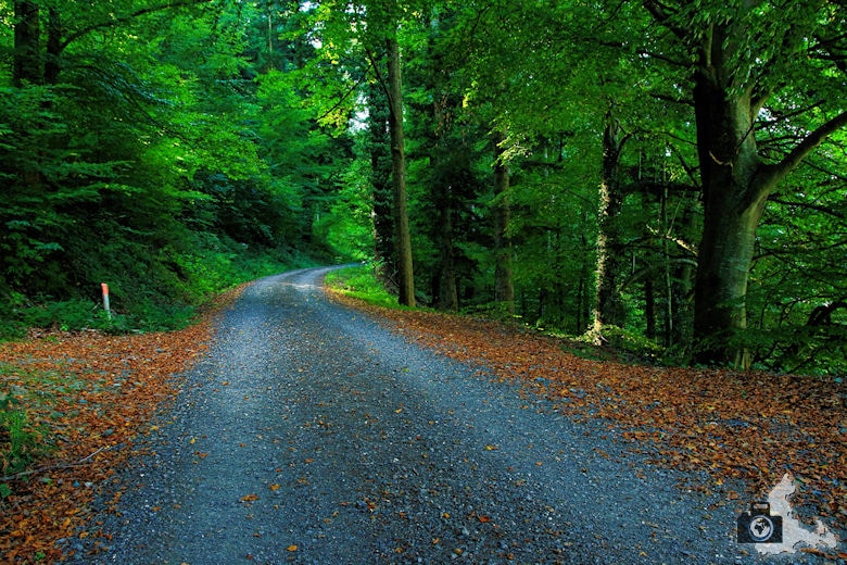 Rundwanderweg Münstertal - Herbstlicher Waldweg mit Laub