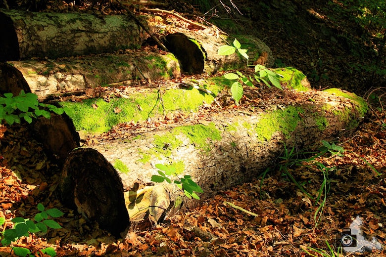 Holzstämme Laub Herbst Wald