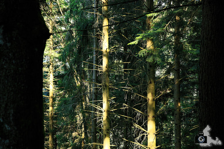 Baumstämme Kiefernstämme Wald