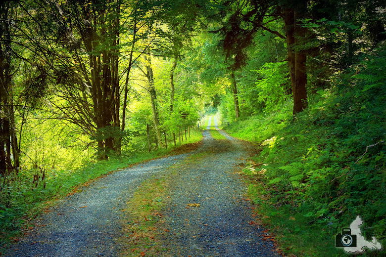 Rundwanderweg St. Trudpert im Münstertal - Waldweg