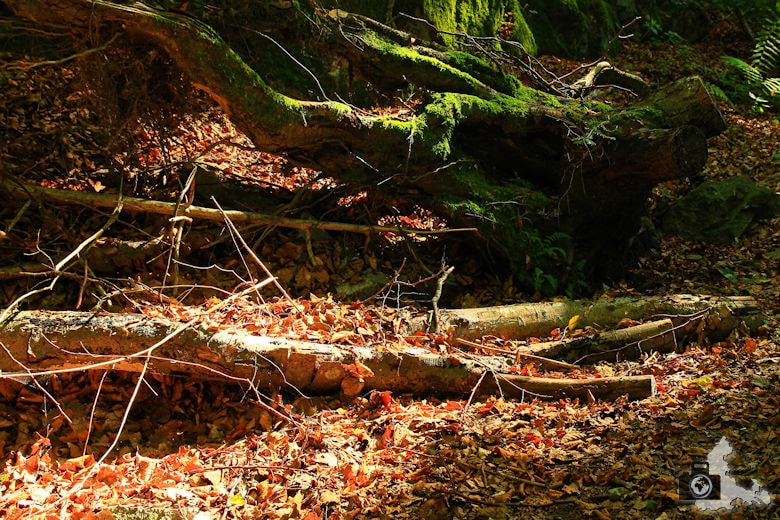 Rundwanderweg St. Trudpert im Münstertal - Unterholz und Laub im Herbst