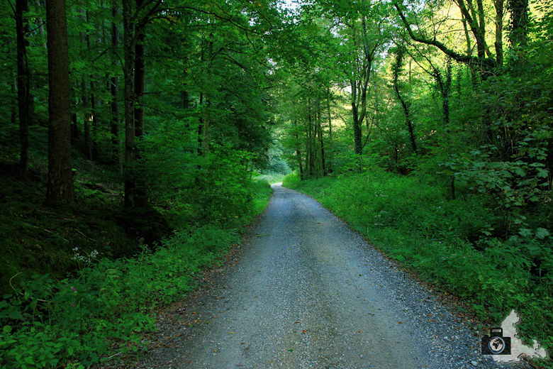 Rundwanderweg St. Trudpert im Münstertal - Waldweg