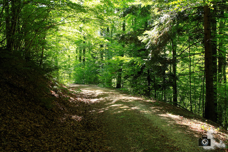 Rundwanderweg St. Trudpert im Münstertal - Waldweg