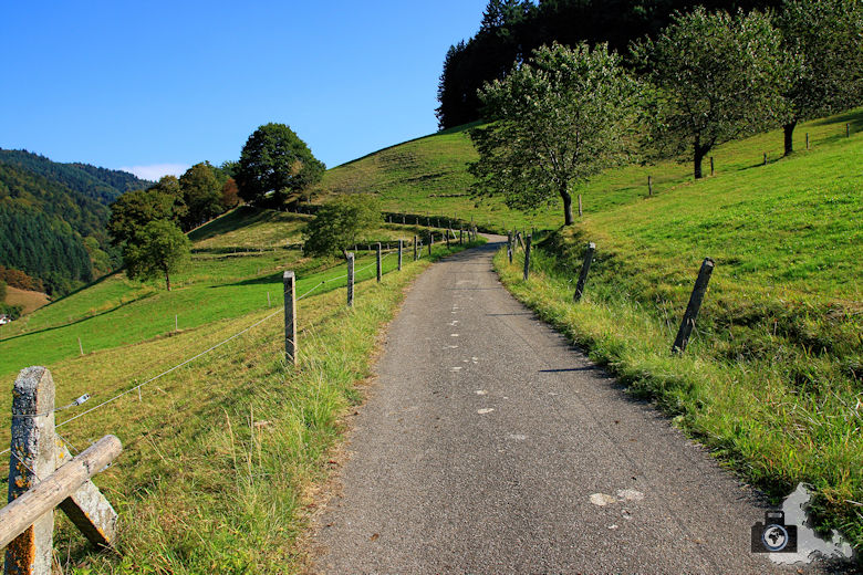 Rundwanderweg St. Trudpert im Münstertal - Weg durch Wiesen und Weiden