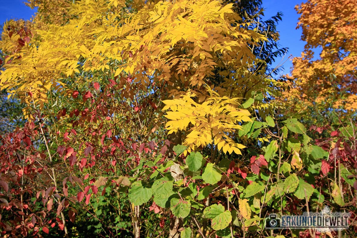 Canon EF-S 10-22mm f/3.5-4.5 USM Beispielbild - Herbst in St. Georgen, Freiburg Canon EF-S 10-22mm f/3.5-4.5 USM Beispielbild - Herbst in St. Georgen, Freiburg