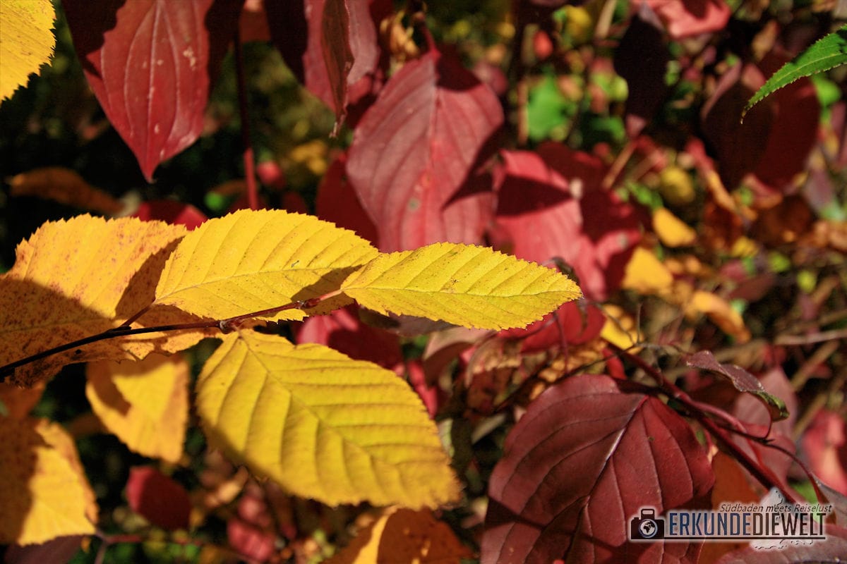 Canon EF-S 10-22mm f/3.5-4.5 USM Beispielbild - Herbst in St. Georgen, Freiburg Canon EF-S 10-22mm f/3.5-4.5 USM Beispielbild - Herbst in St. Georgen, Freiburg