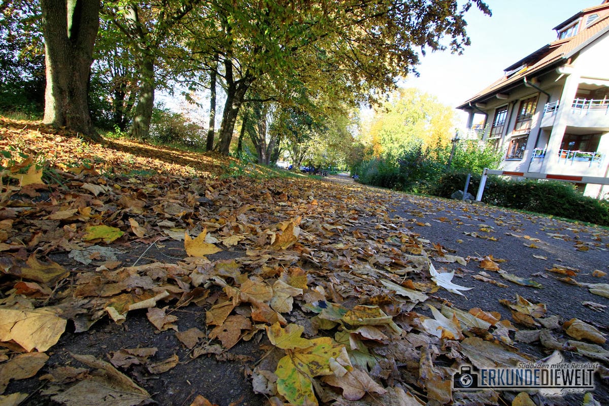Canon EF-S 10-22mm f/3.5-4.5 USM Beispielbild - Herbst in St. Georgen, Freiburg Canon EF-S 10-22mm f/3.5-4.5 USM Beispielbild - Herbst in St. Georgen, Freiburg