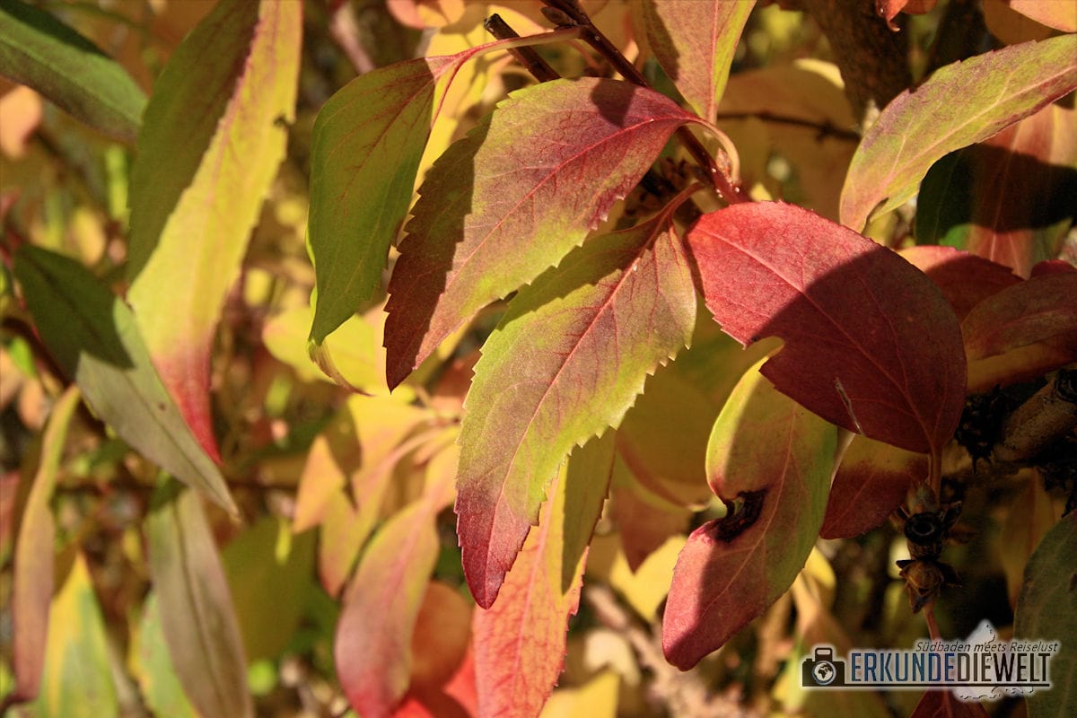 Canon EF-S 10-22mm f/3.5-4.5 USM Beispielbild - Herbst in St. Georgen, Freiburg Canon EF-S 10-22mm f/3.5-4.5 USM Beispielbild - Herbst in St. Georgen, Freiburg