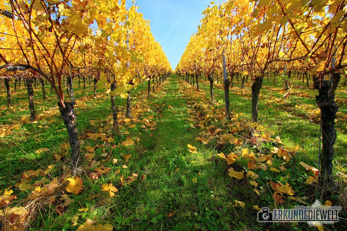 Canon EF-S 10-22mm f/3.5-4.5 USM Beispielbild - Herbst in St. Georgen, Freiburg Canon EF-S 10-22mm f/3.5-4.5 USM Beispielbild - Herbst in St. Georgen, Freiburg