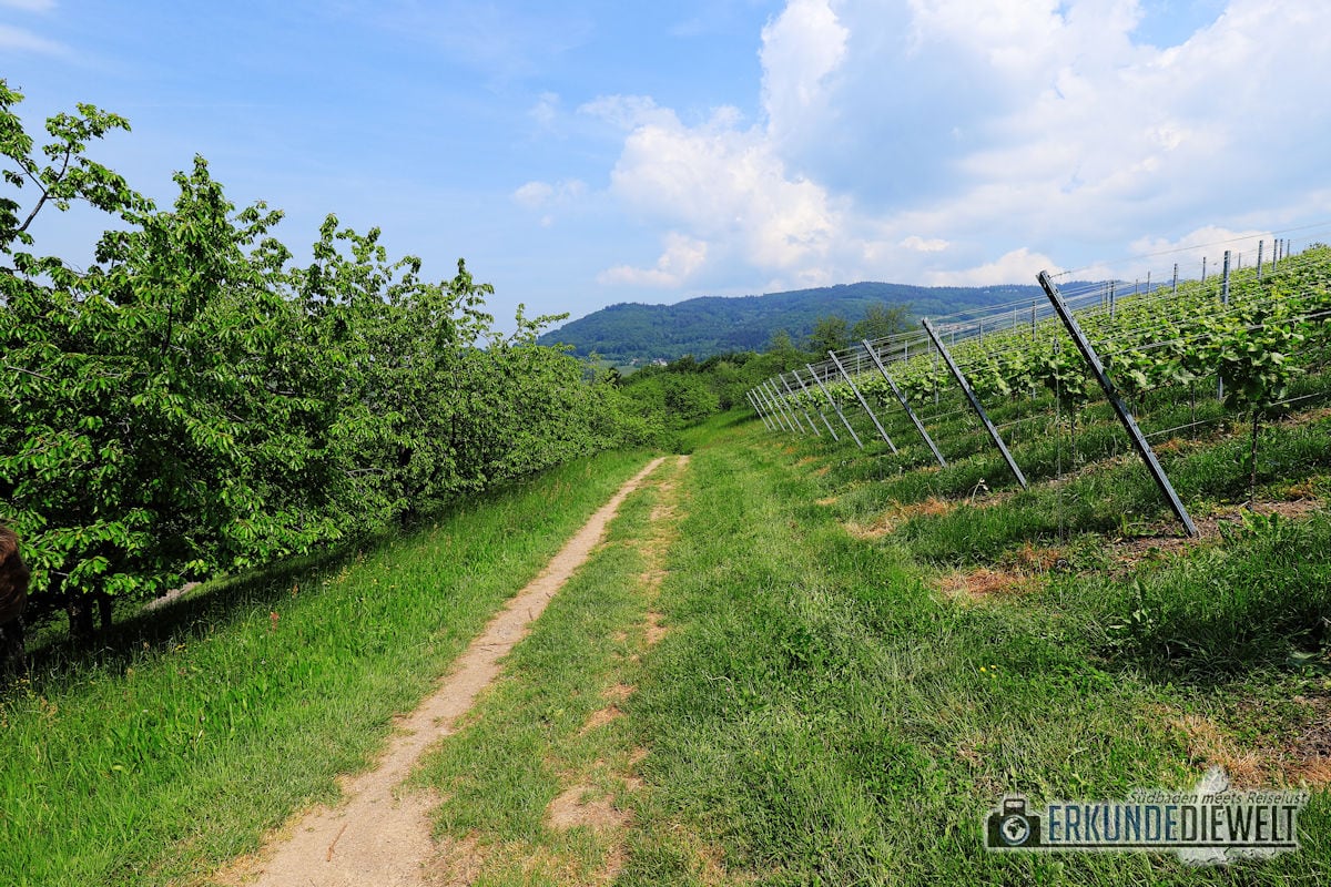 Alde-Gott-Panoramarunde, Sasbachwalden, Schwarzwald