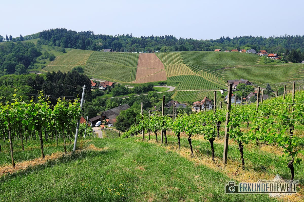 Alde-Gott-Panoramarunde, Sasbachwalden, Schwarzwald